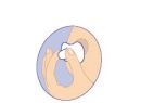 Chránič prsních bradavek 2ks Avent Redukce standard